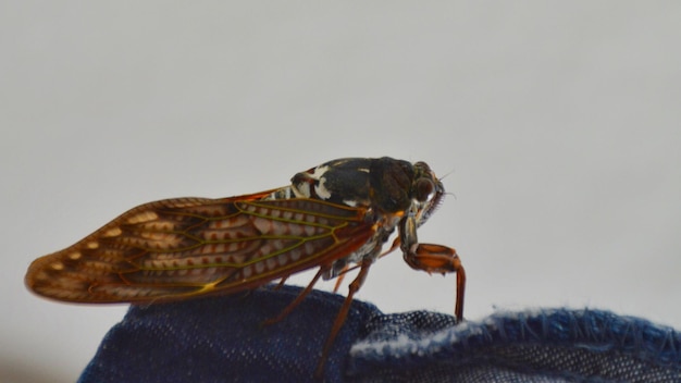 Foto close-up van een vlinder op een witte achtergrond