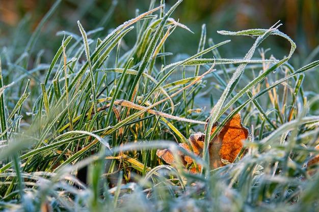 Foto close-up van een vlinder op het gras