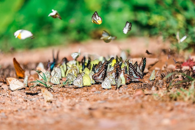 Foto close-up van een vlinder op het veld