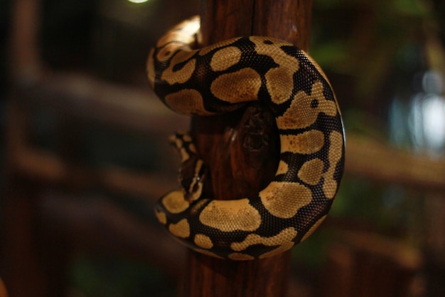 Foto close-up van een vlinder op hout