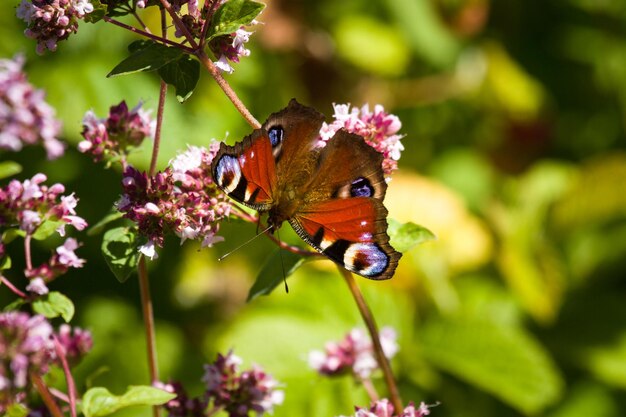 Close-up van een vlinder op roze bloemen