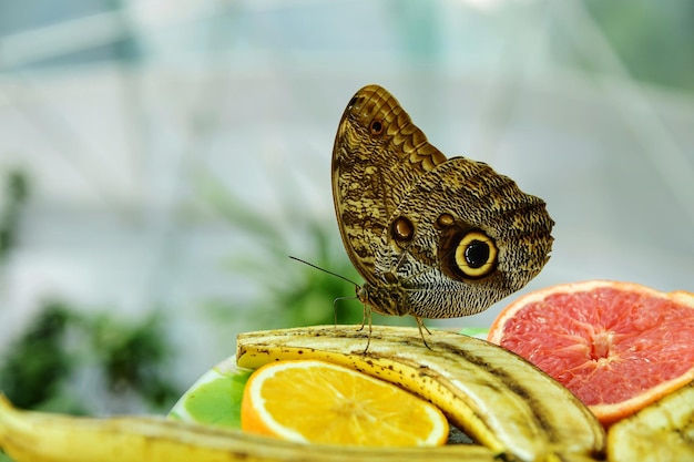 Foto close-up van een vlinder over vruchten