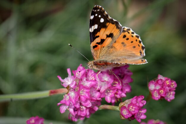 Close-up van een vlinder van een geschilderde dame (Vanessa cardui)