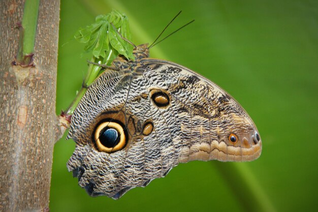 Foto close-up van een vlinder