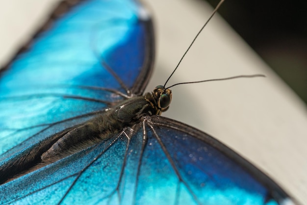 Foto close-up van een vlinder