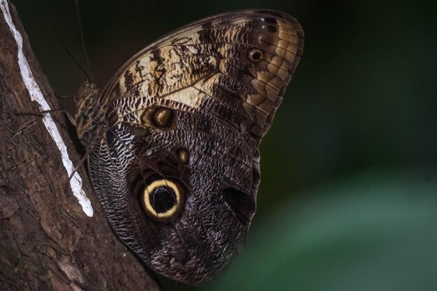 Foto close-up van een vlinder