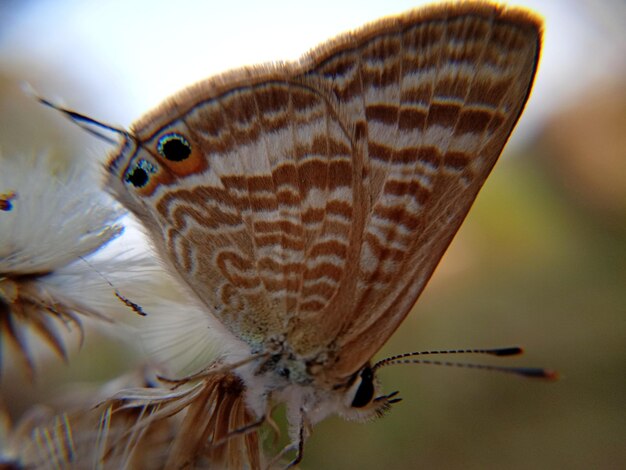 Foto close-up van een vlinder