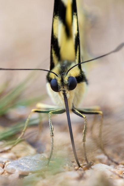 Close-up van een vlinder