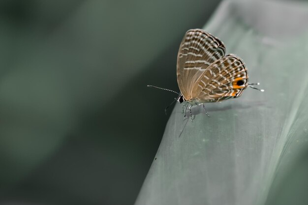 Foto close-up van een vlinder