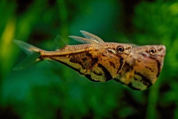 Foto close-up van een vlinder