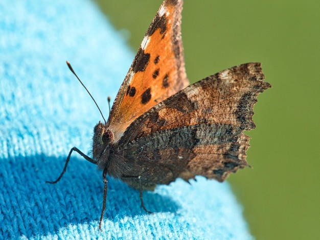 Foto close-up van een vlinder