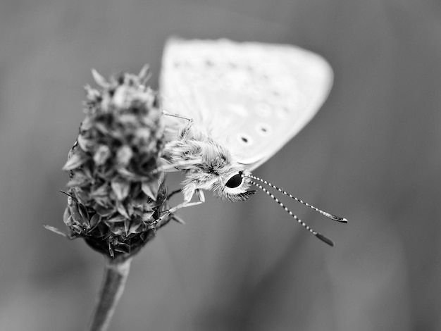 Foto close-up van een vlinder