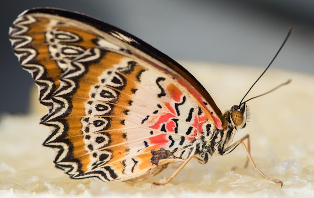 Foto close-up van een vlinder