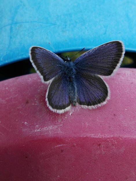 Foto close-up van een vlinder