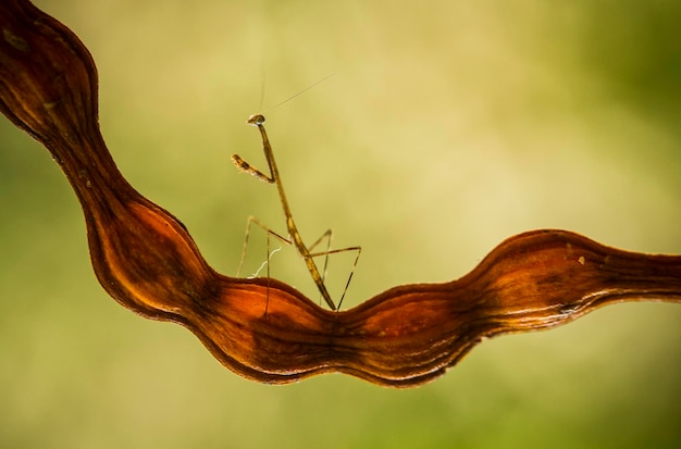 Foto close-up van een vlinder