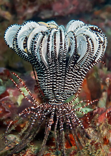 Foto close-up van een vlinder