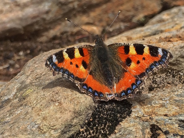 Foto close-up van een vlinder