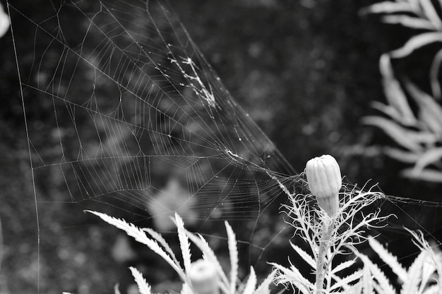 Foto close-up van een vlinder