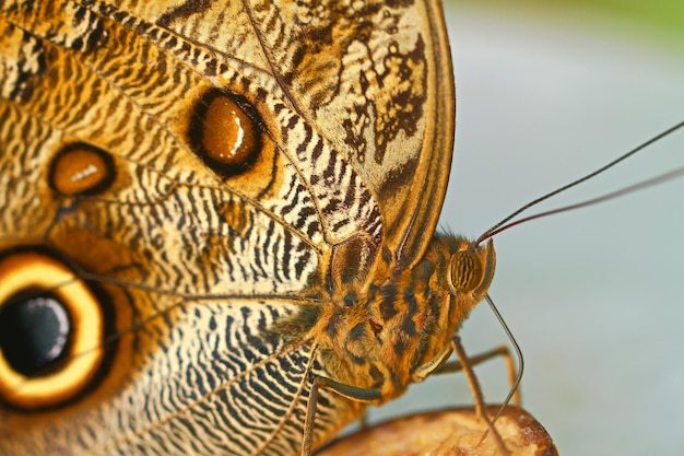 Foto close-up van een vlinder