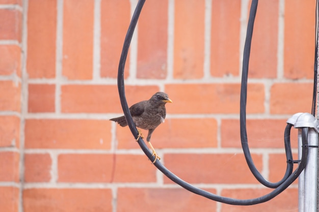 Foto close-up van een vogel buitenshuis