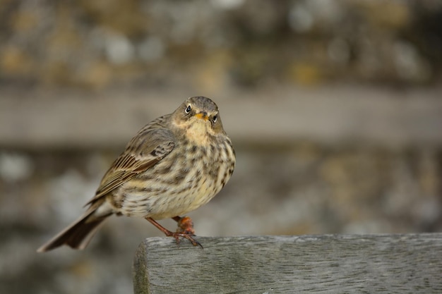 Close-up van een vogel die buiten zit