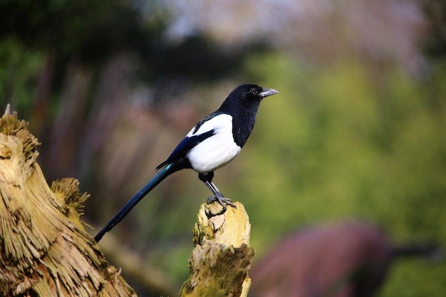 Close-up van een vogel die buiten zit