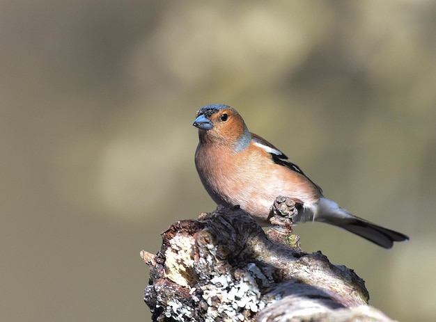 Close-up van een vogel die buiten zit