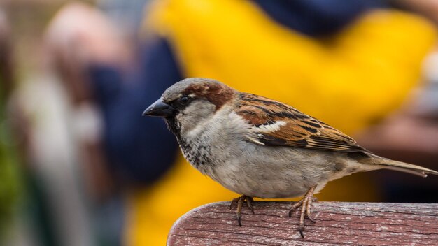 Foto close-up van een vogel die buiten zit