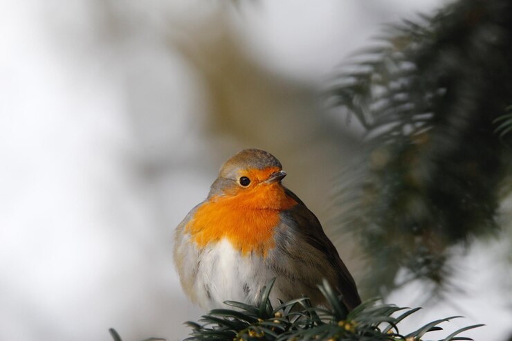 Foto close-up van een vogel die buiten zit