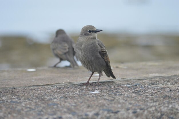 Foto close-up van een vogel die buiten zit