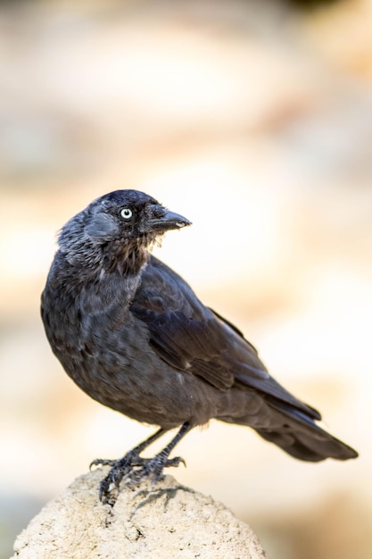 Close-up van een vogel die buiten zit