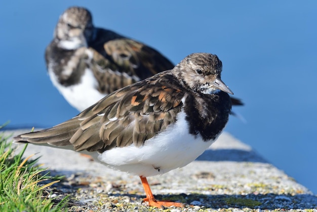 Foto close-up van een vogel die buiten zit