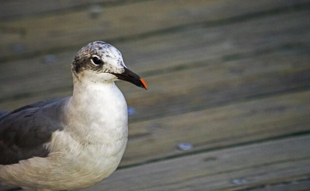 Close-up van een vogel die buiten zit