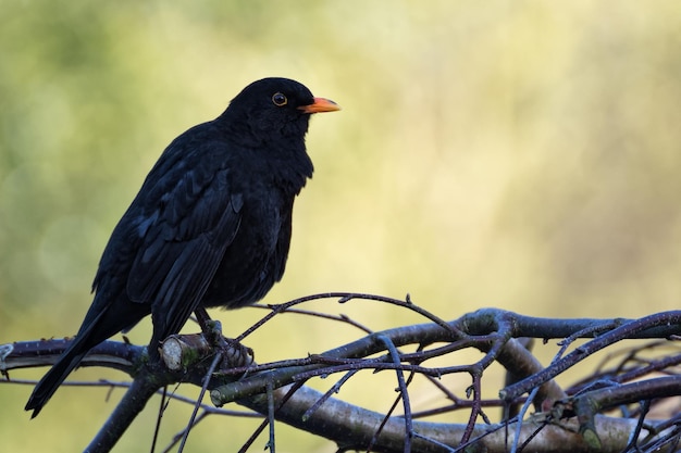 Close-up van een vogel die buiten zit
