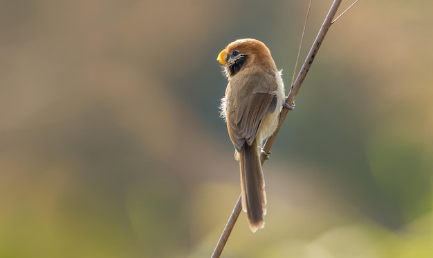 Close-up van een vogel die buiten zit