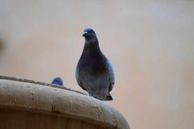 Foto close-up van een vogel die buiten zit