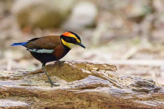 Close-up van een vogel die buiten zit