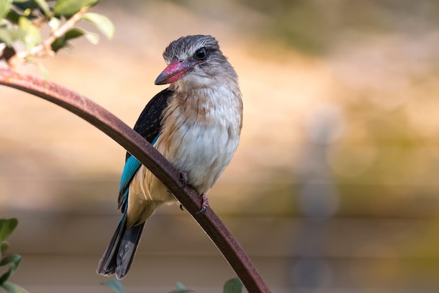 Foto close-up van een vogel die buiten zit