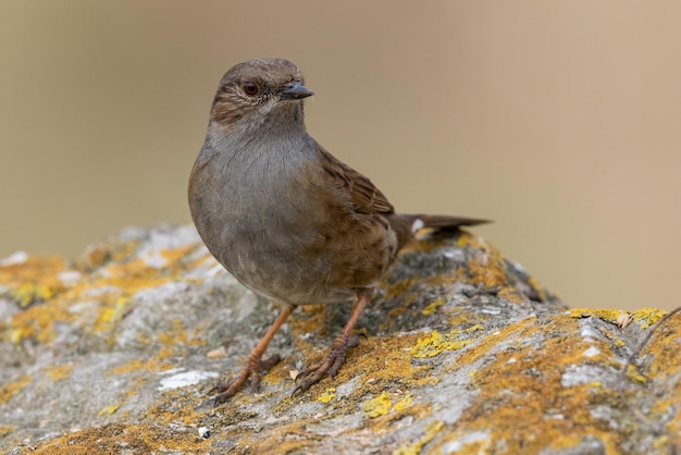 Close-up van een vogel die buiten zit