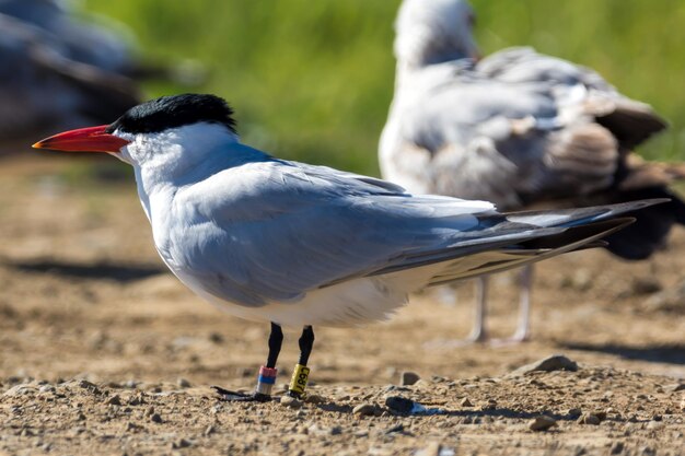 Foto close-up van een vogel die buiten zit