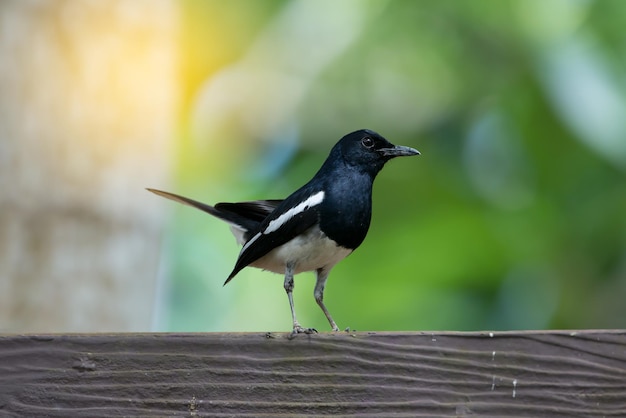 Close-up van een vogel die buiten zit