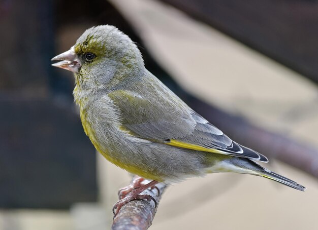 Close-up van een vogel die buiten zit