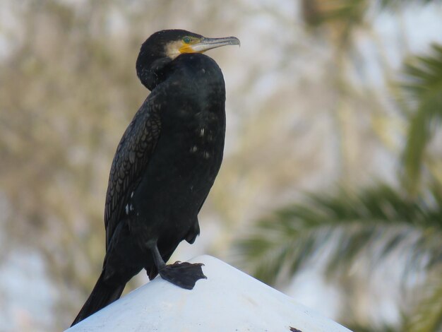 Foto close-up van een vogel die buiten zit