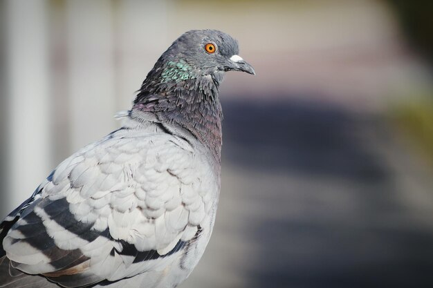 Foto close-up van een vogel die buiten zit