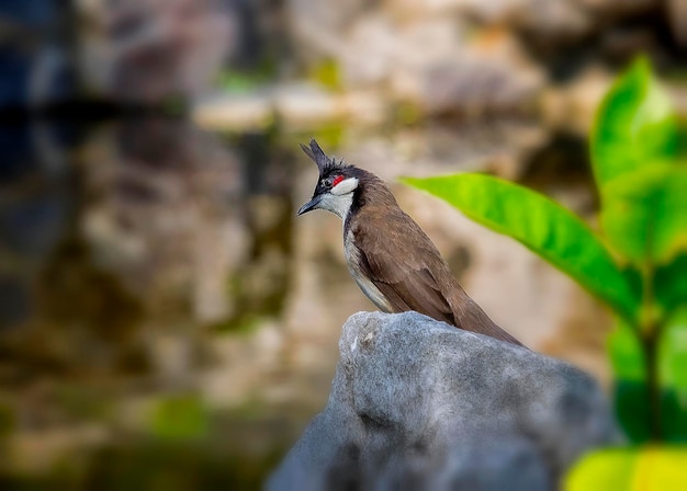 Foto close-up van een vogel die buiten zit