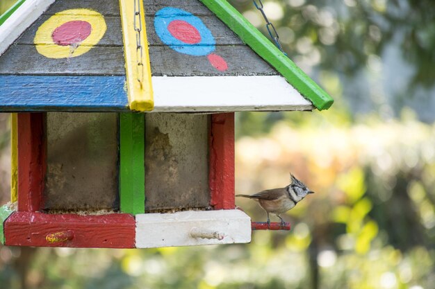 Foto close-up van een vogel die buiten zit