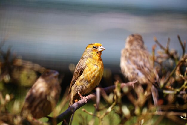 Foto close-up van een vogel die buiten zit