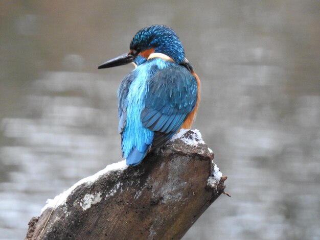 Foto close-up van een vogel die buiten zit