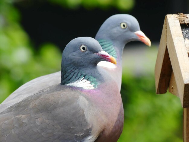 Foto close-up van een vogel die buiten zit