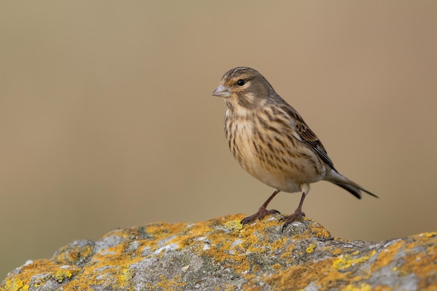 Close-up van een vogel die buiten zit